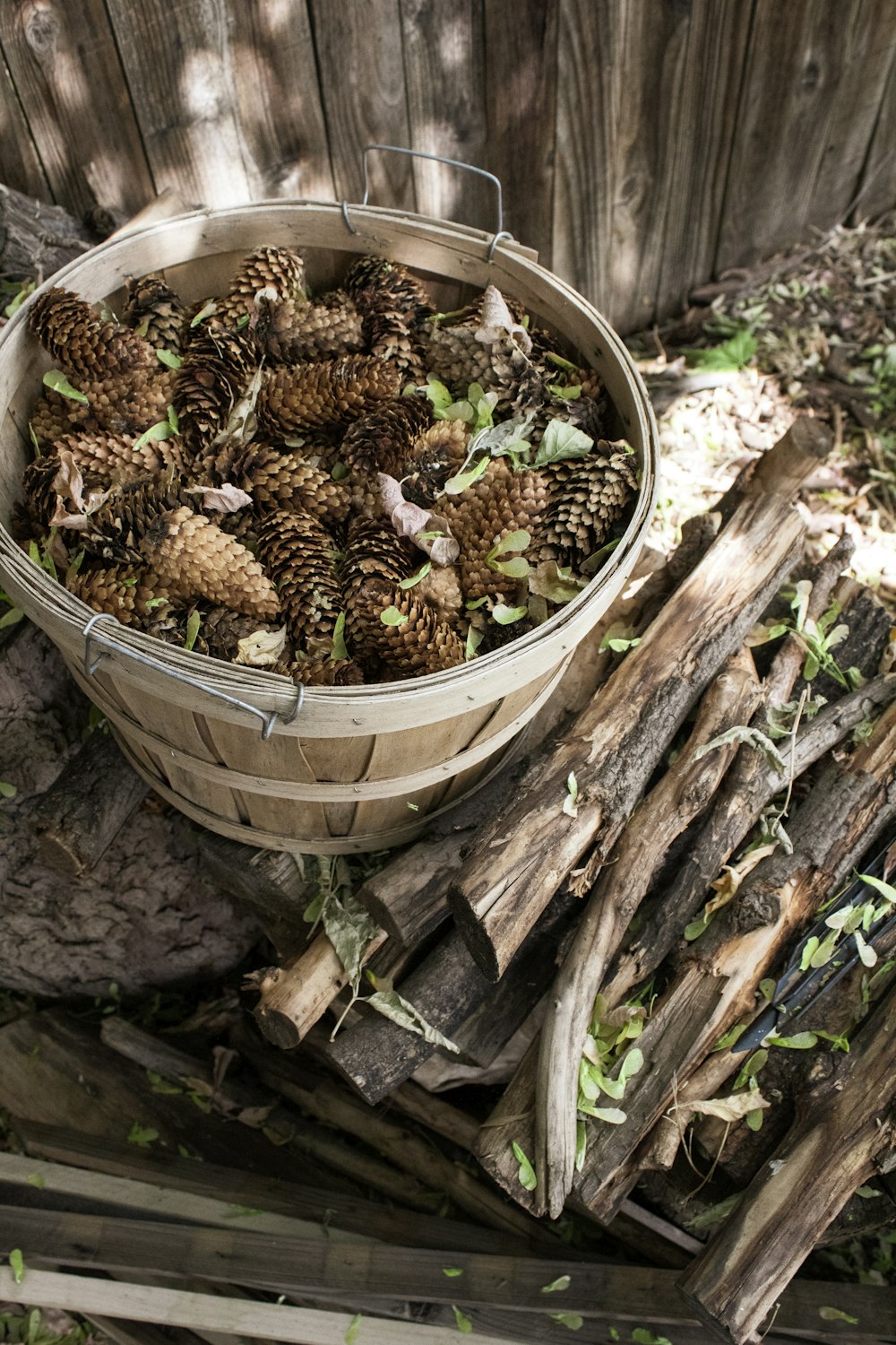 brown and black round fruits in white plastic bucket