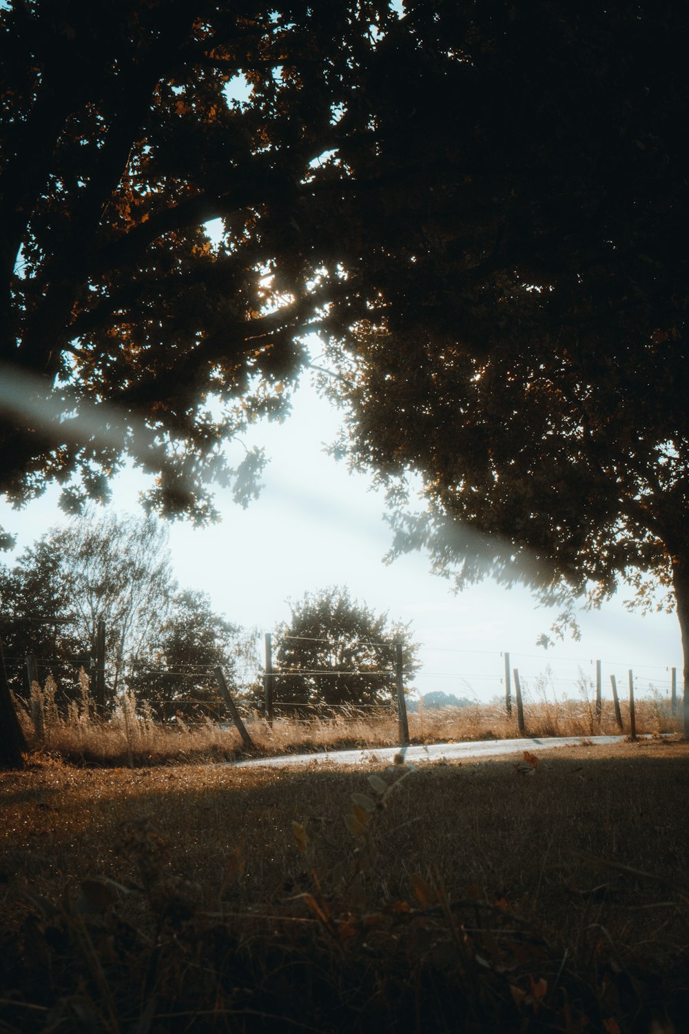 alberi verdi sotto il cielo blu durante il giorno