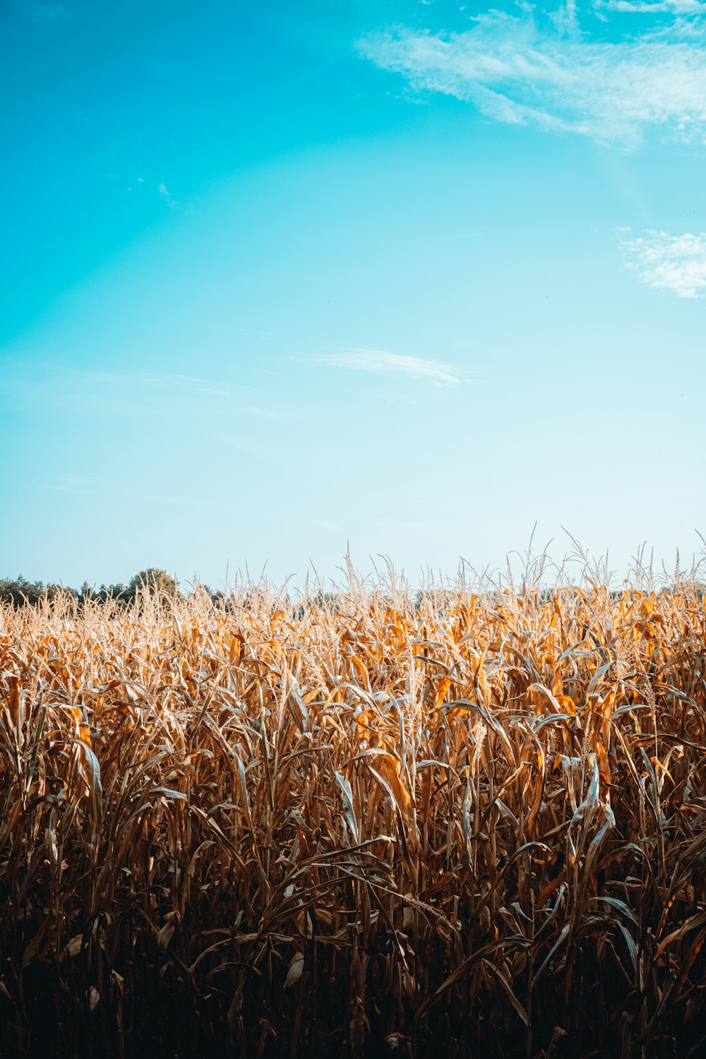 brown wheat field under blue sky during daytime