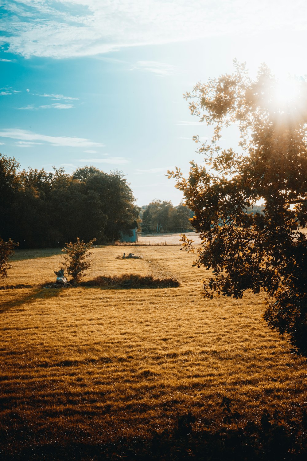 green trees on brown grass field under blue sky during daytime