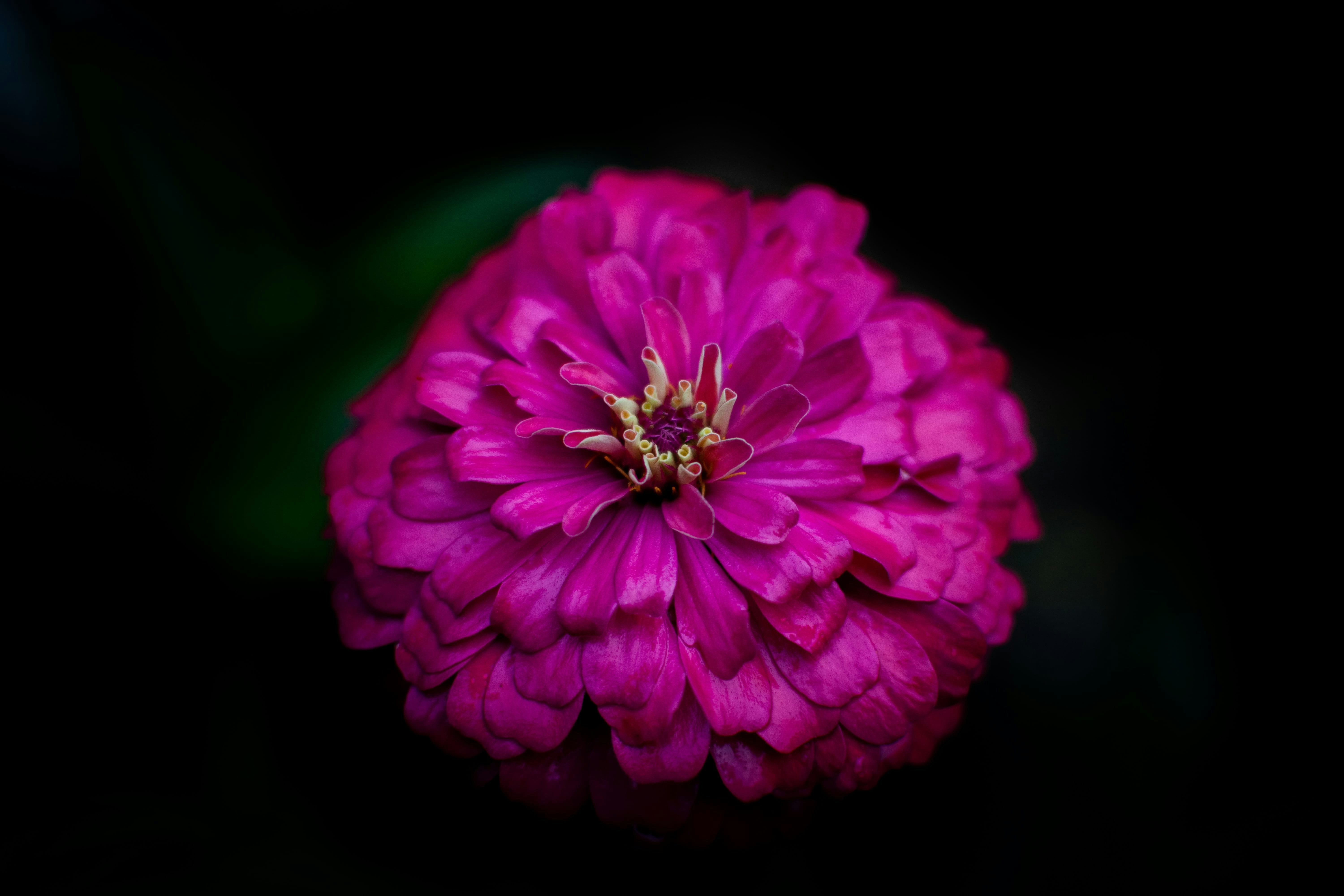 黒の背景にピンクの花の写真 Unsplashで見つける花の無料写真