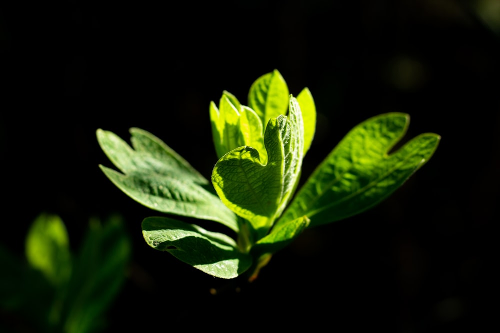 green leaf in black background