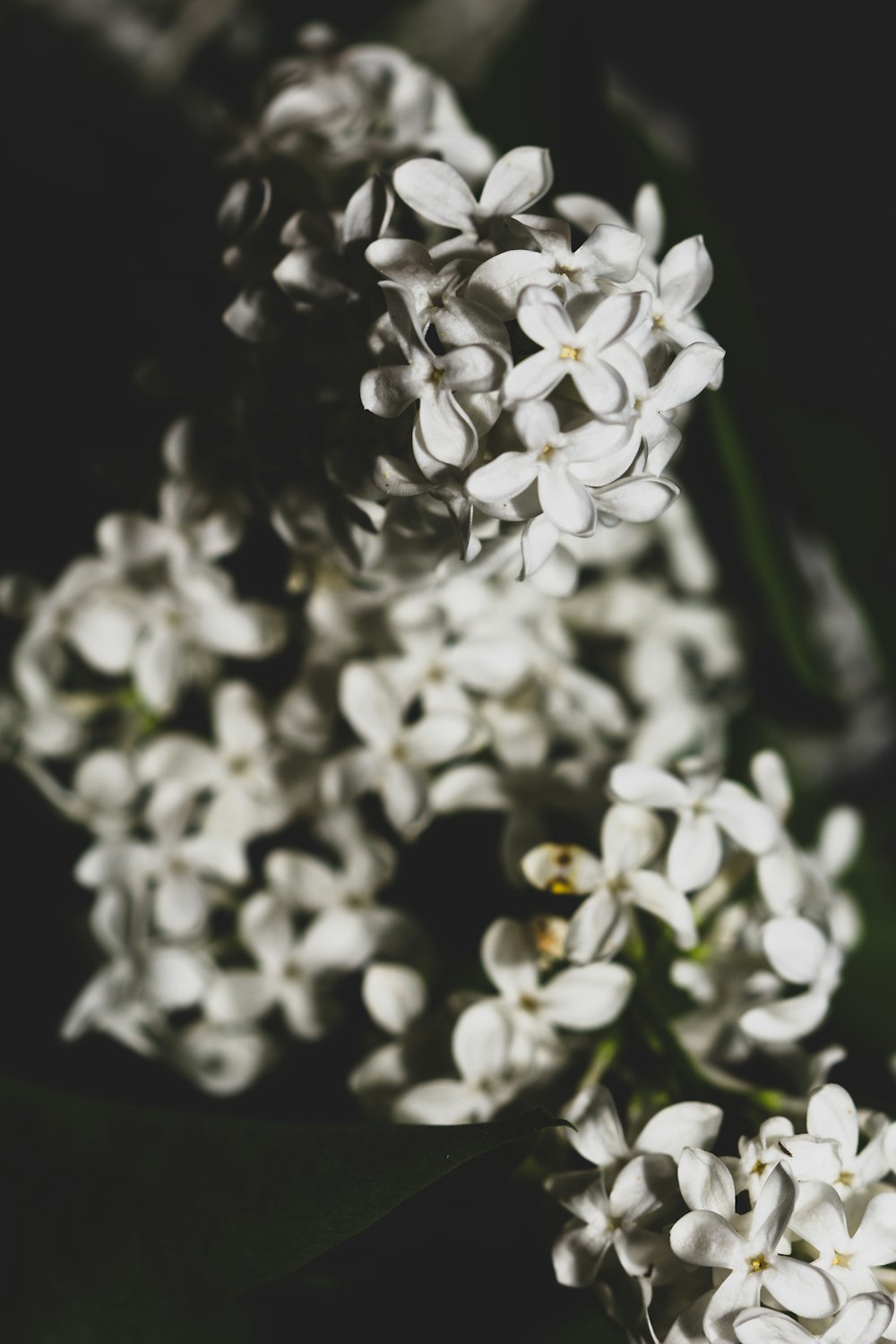 white flowers in black background