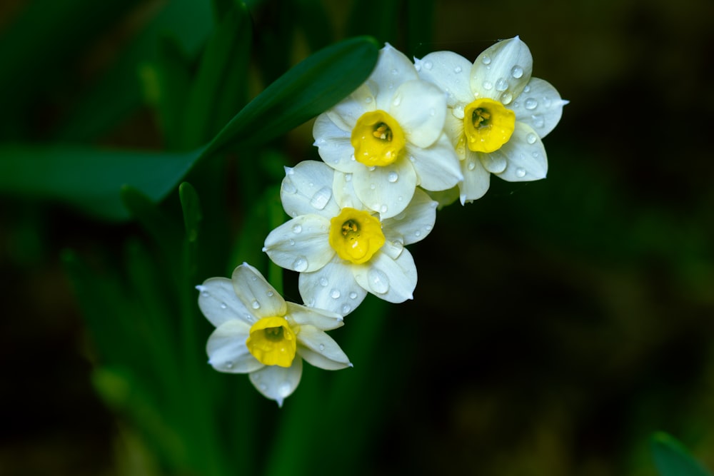 白と黄色の花が咲く