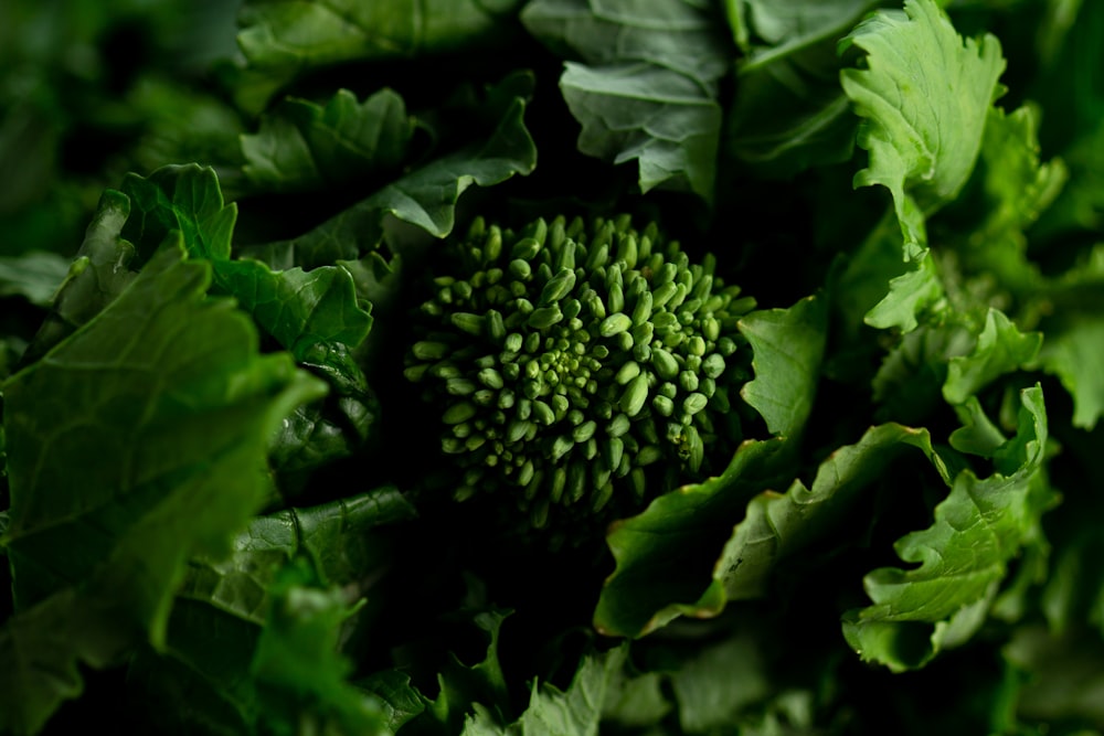 green leaves in close up photography