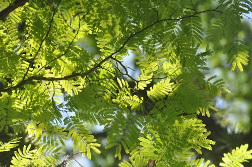 Sunlight filters through the vibrant green leaves of a tree, casting intricate shadows and patterns on the foliage. The delicate fern-like leaves are vividly illuminated, creating a lush, verdant scene that is both tranquil and lively.