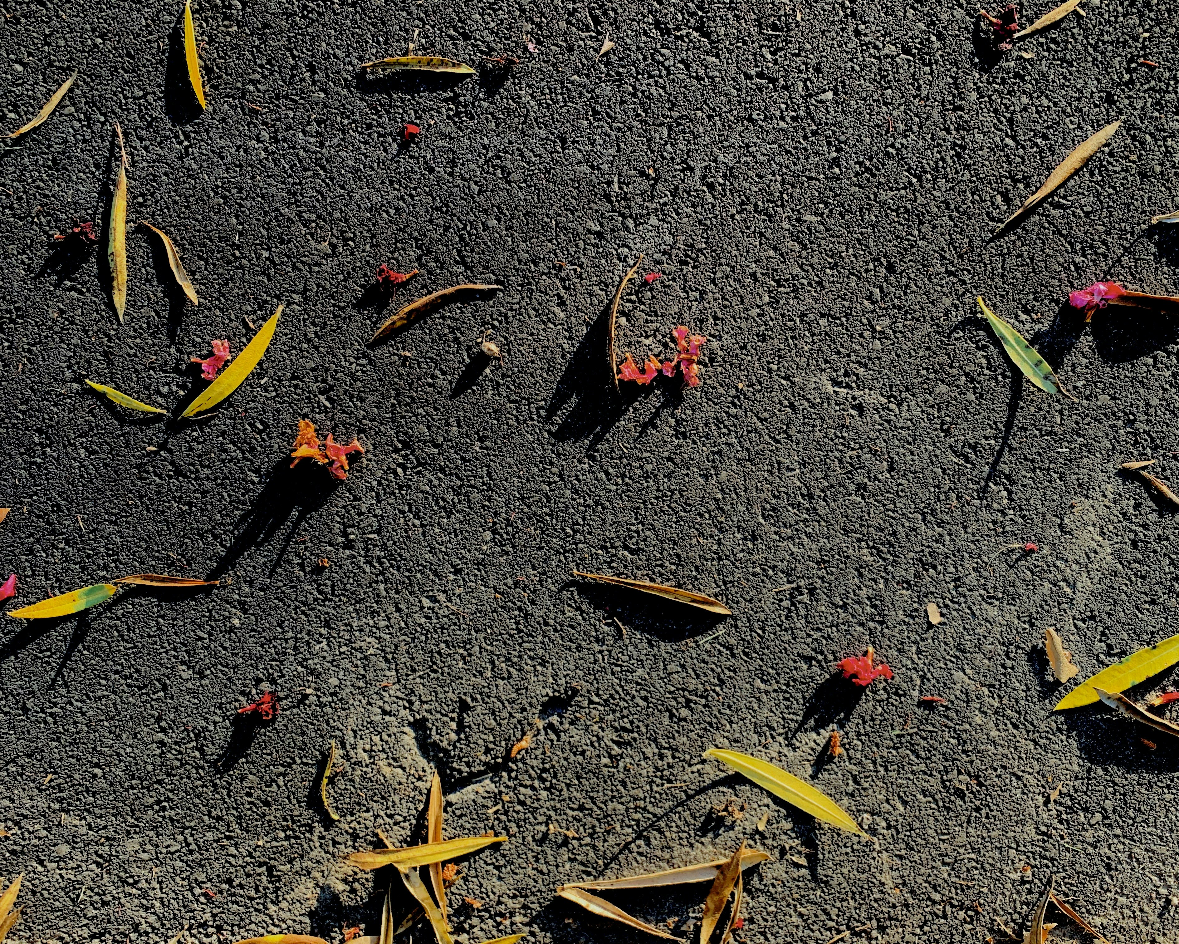 red and yellow leaves on gray concrete floor