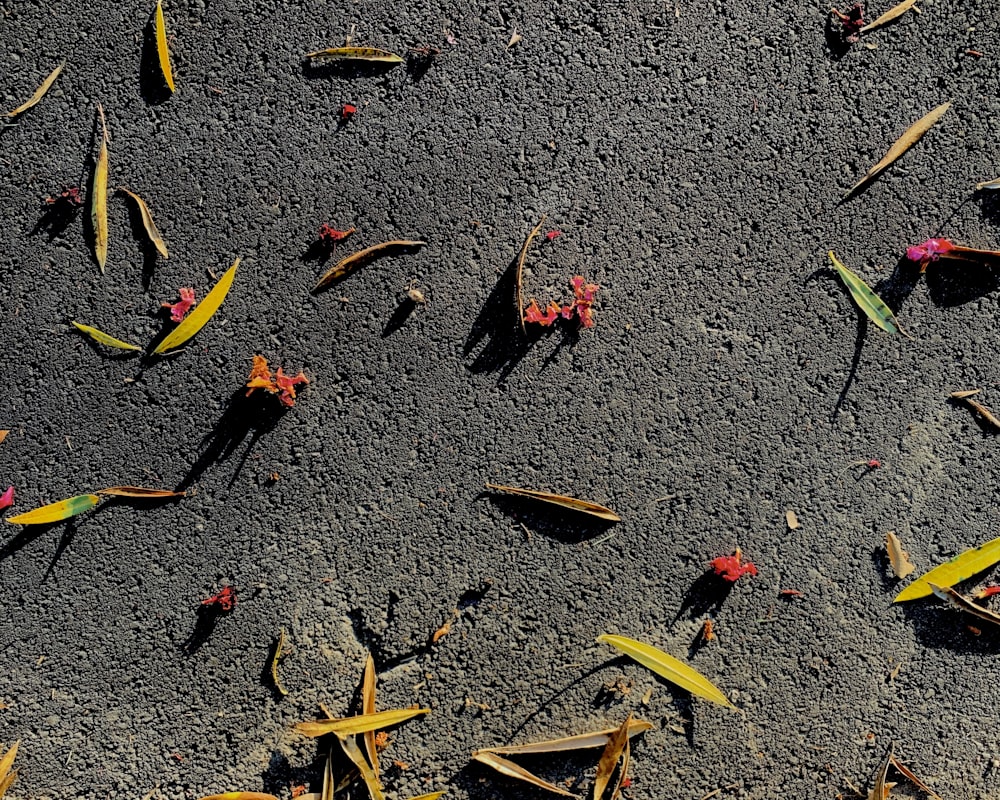 foglie rosse e gialle su pavimento di cemento grigio