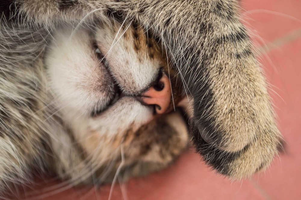 brown tabby cat lying on persons hand