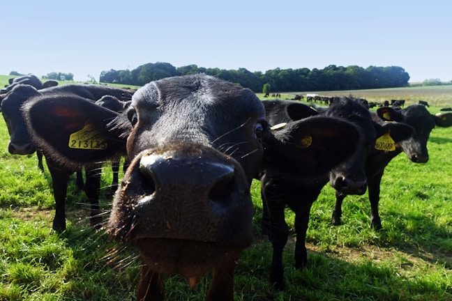 A curious black cow with a tag in its ear is prominently in the foreground, looking directly at the camera. Surrounding it are several other cows grazing in a lush, green pasture under a clear blue sky. The background features dense trees lining the horizon.