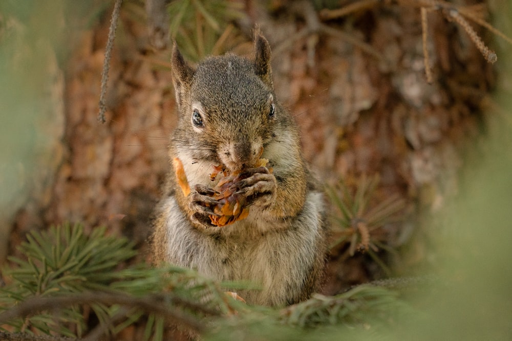 brown squirrel on brown tree branch