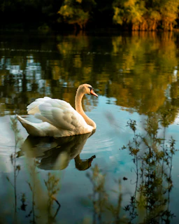 white swan on water during daytime