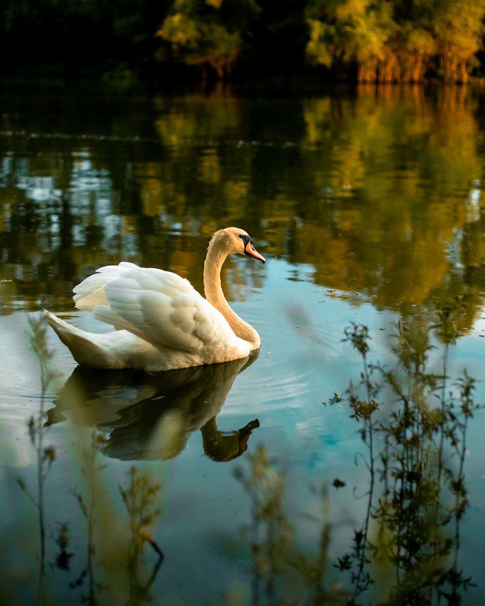 cisne branco na água durante o dia