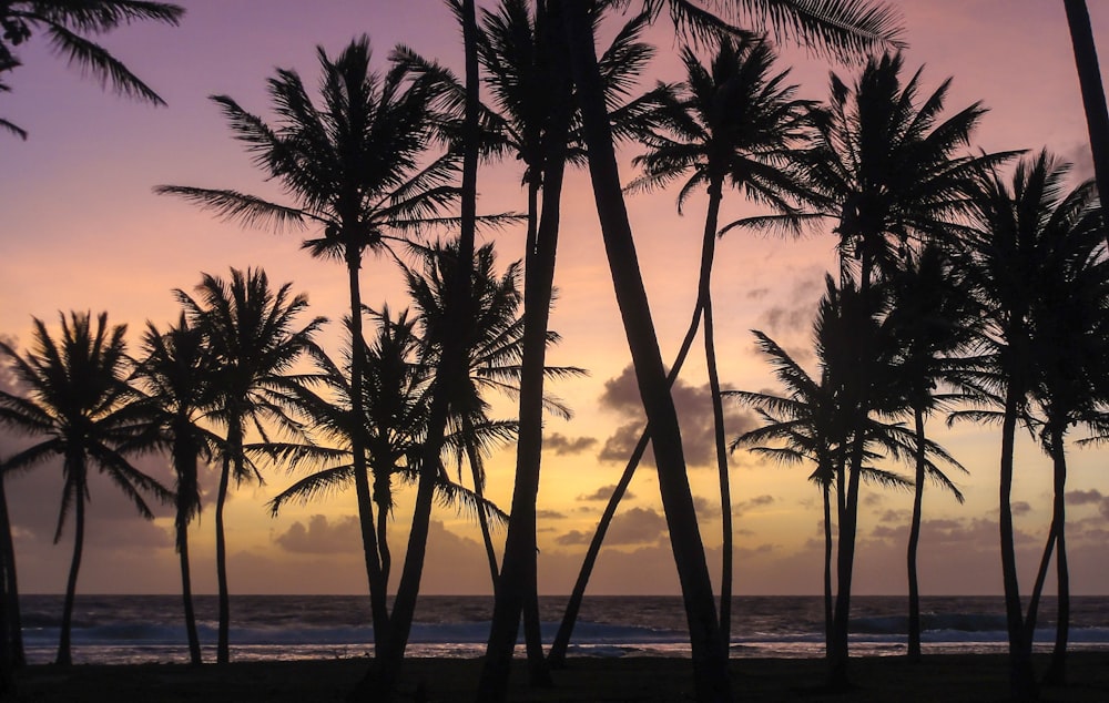 silhouette of palm trees during sunset