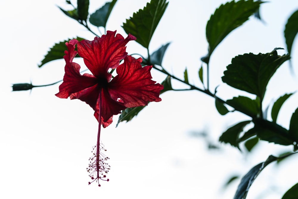 red hibiscus in bloom during daytime