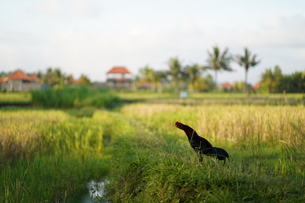 black short coated dog on green grass field during daytime