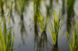 Vibrant green rice seedlings are growing in a water-filled paddy field. The shoots stand upright, casting reflections on the watery surface, creating a serene and calm atmosphere.