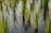 Vibrant green rice seedlings are growing in a water-filled paddy field. The shoots stand upright, casting reflections on the watery surface, creating a serene and calm atmosphere.