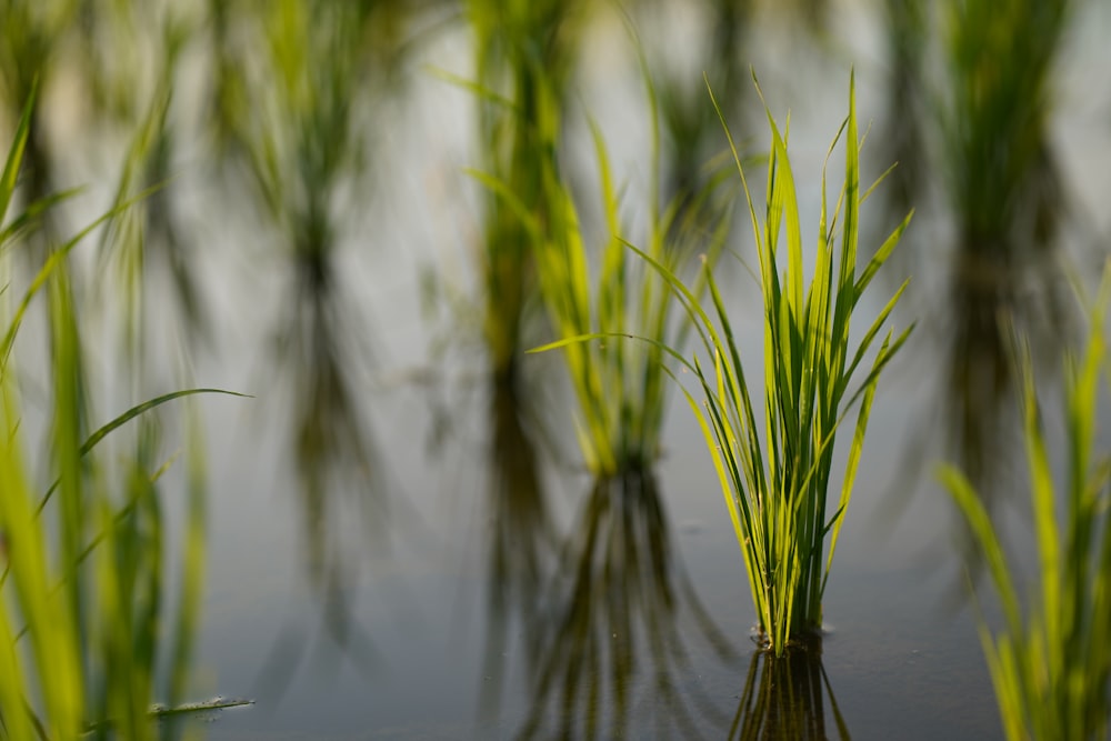 green grass on water during daytime