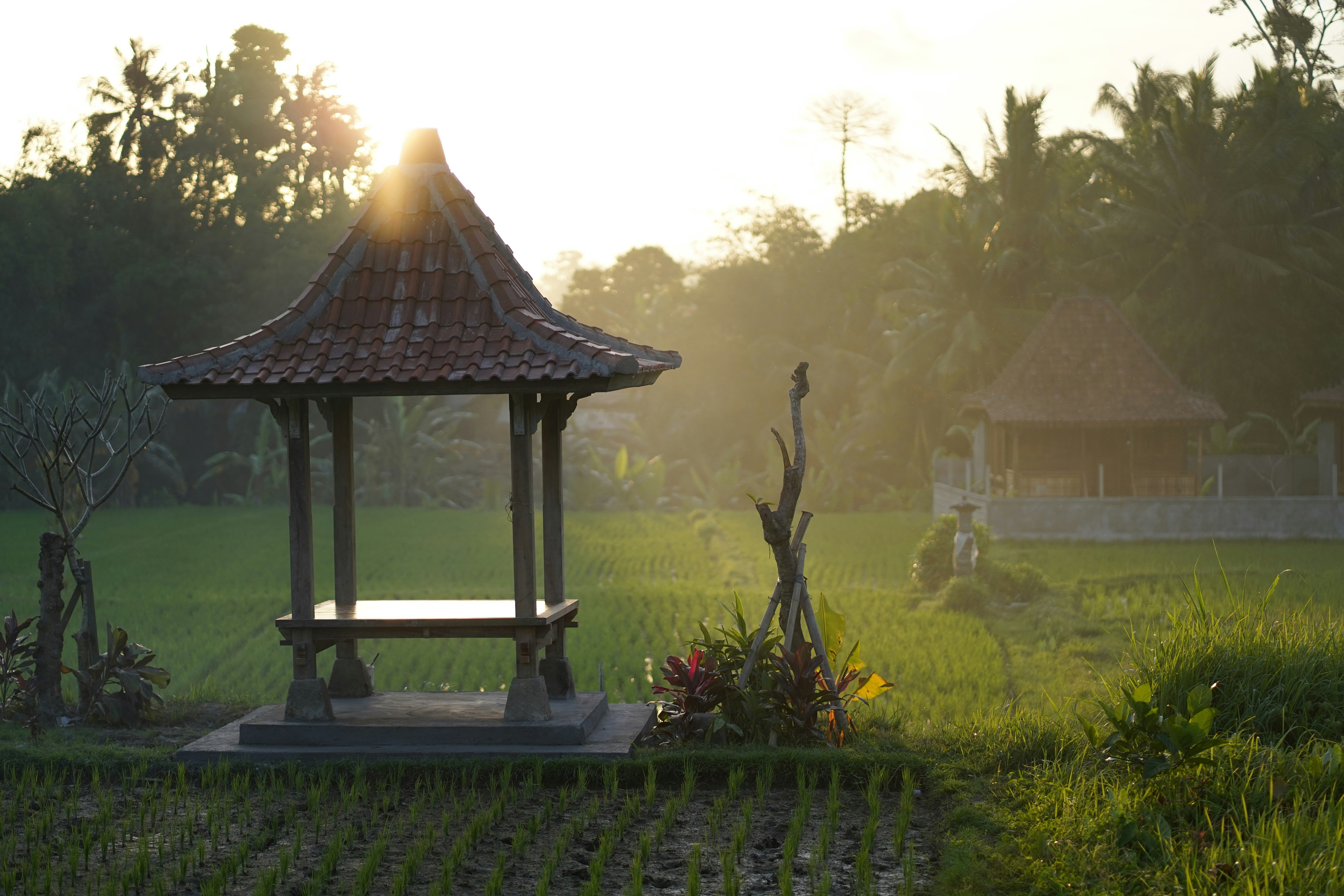 Empty resting platform surrounded by rice fields at sunset