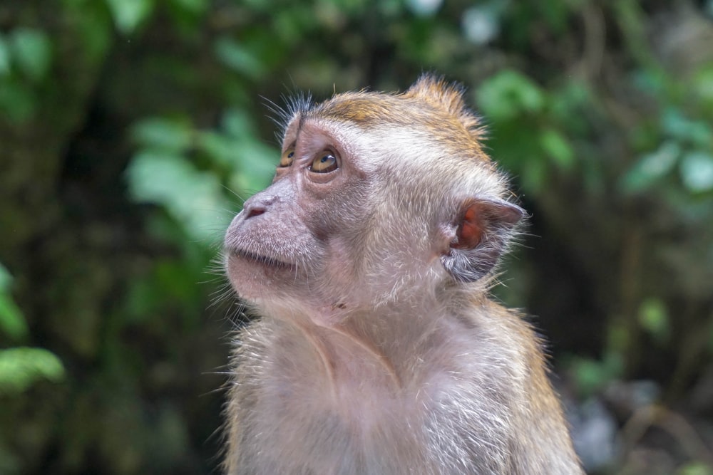 brown monkey in tilt shift lens