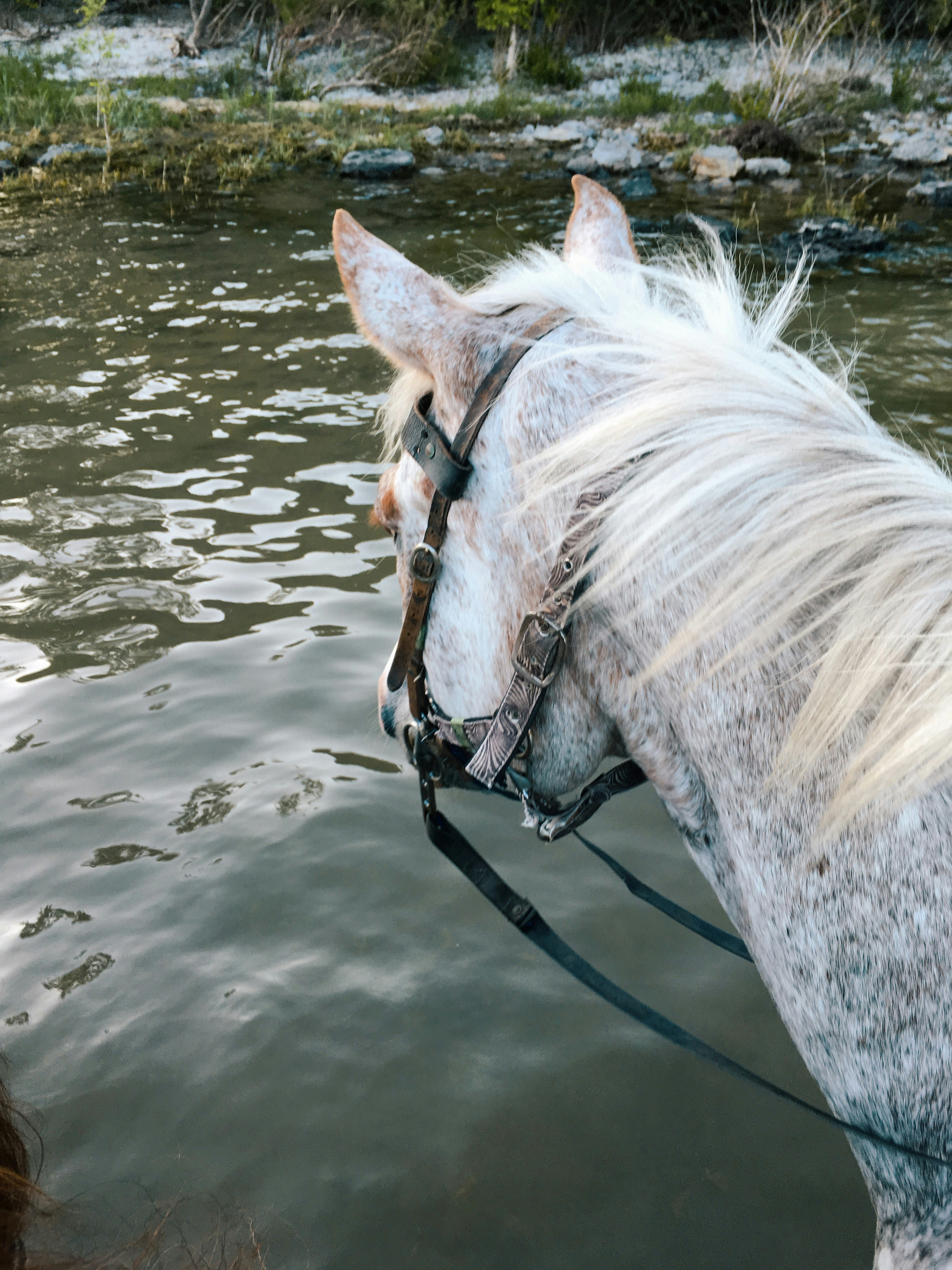beach horseback riding