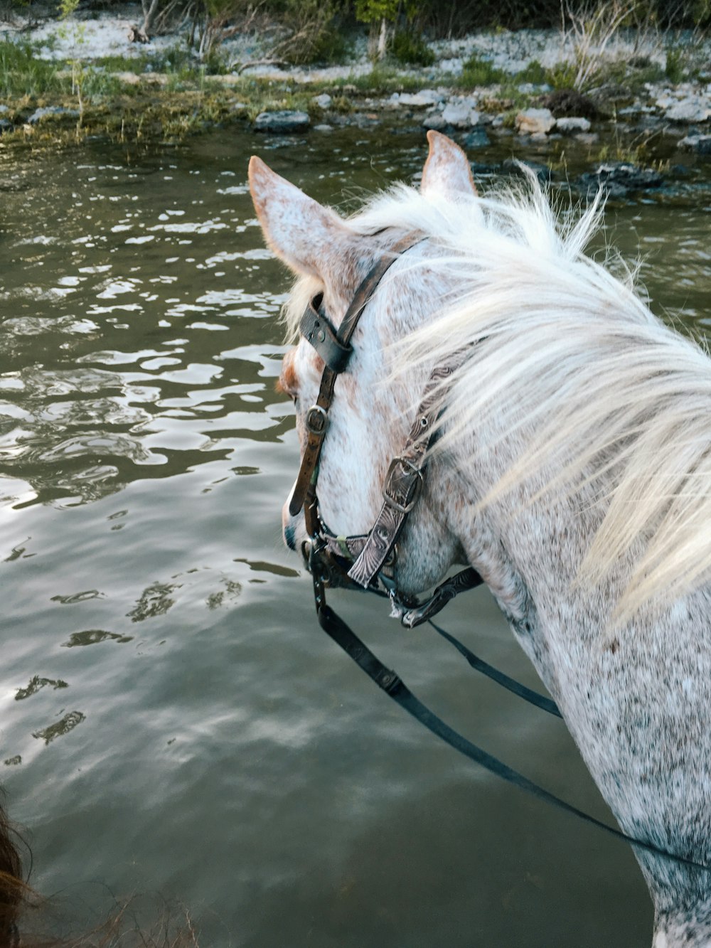 昼間の水上の白い馬