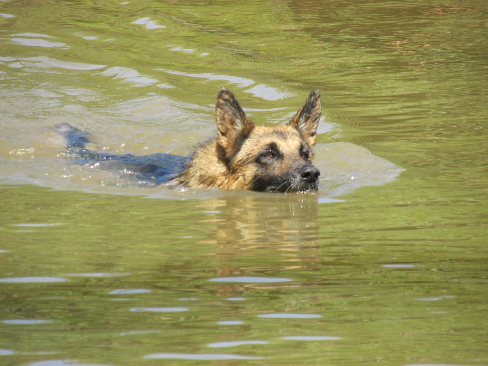 black and tan german shepherd in water