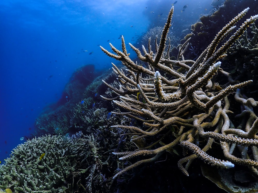 brown coral reef under water