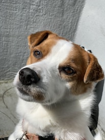 A close-up of a brown and white dog with expressive eyes gazes slightly to the side against a textured gray and white background. The dog's fur is well-lit, highlighting its features.