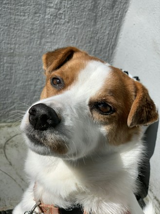 A close-up of a brown and white dog with expressive eyes gazes slightly to the side against a textured gray and white background. The dog's fur is well-lit, highlighting its features.