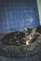 A small tabby cat with a mix of dark and light fur is curled up comfortably on a gray, fluffy pet bed. The background is a soft, quilted blue fabric, adding a cozy atmosphere to the scene. The cat's alert eyes convey a sense of curiosity and relaxation.