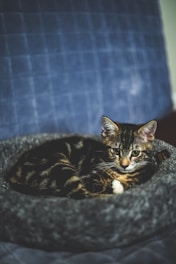 A small tabby cat with a mix of dark and light fur is curled up comfortably on a gray, fluffy pet bed. The background is a soft, quilted blue fabric, adding a cozy atmosphere to the scene. The cat's alert eyes convey a sense of curiosity and relaxation.