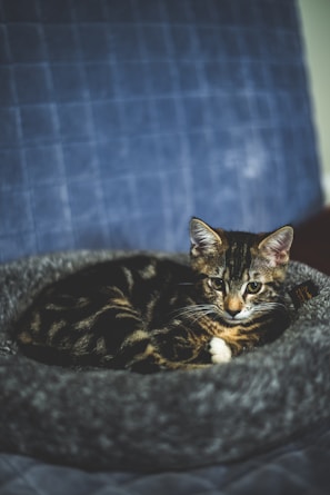 A small tabby cat with a mix of dark and light fur is curled up comfortably on a gray, fluffy pet bed. The background is a soft, quilted blue fabric, adding a cozy atmosphere to the scene. The cat's alert eyes convey a sense of curiosity and relaxation.