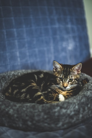 A small tabby cat with a mix of dark and light fur is curled up comfortably on a gray, fluffy pet bed. The background is a soft, quilted blue fabric, adding a cozy atmosphere to the scene. The cat's alert eyes convey a sense of curiosity and relaxation.