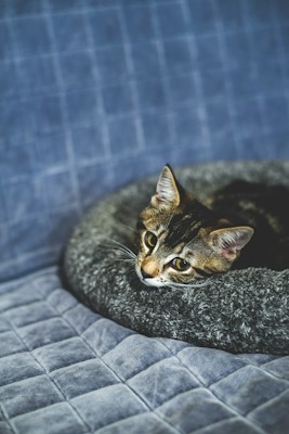 A tabby cat with expressive eyes rests on a round, plush gray cushion. The background features a soft, blue quilted fabric, providing a cozy and serene setting.