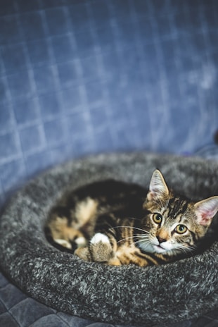A cozy cat resting on a premium bed from mascotaspremium.
