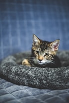 A small tabby kitten rests in a cozy, gray pet bed on a textured blue quilt. The kitten has a curious and attentive expression, with bright eyes and soft fur. The background is softly blurred, emphasizing the focus on the kitten.