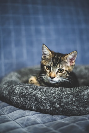 A small tabby kitten rests in a cozy, gray pet bed on a textured blue quilt. The kitten has a curious and attentive expression, with bright eyes and soft fur. The background is softly blurred, emphasizing the focus on the kitten.