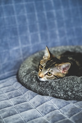 A tabby cat with large, attentive eyes is nestled in a soft, round, gray bed. The background consists of a quilted blue fabric, which provides a contrast to the cat's fur and the bed's texture.