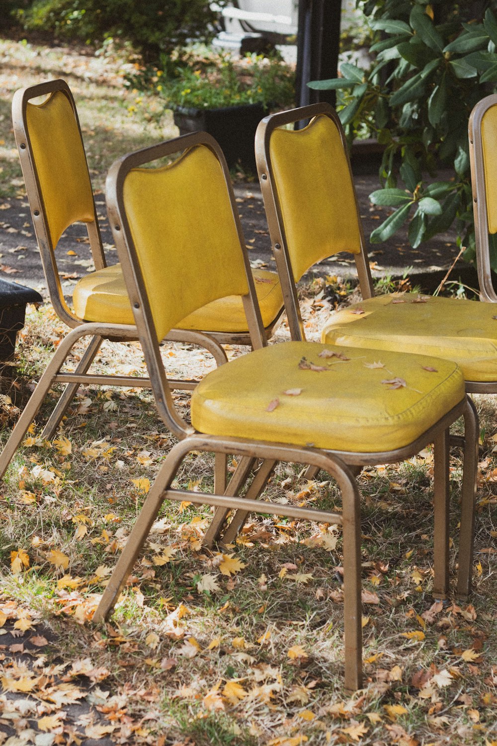 yellow and gray chair on brown leaves