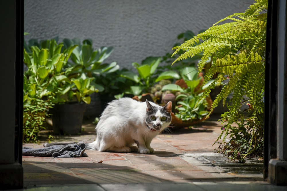 white and brown cat on brown concrete floor