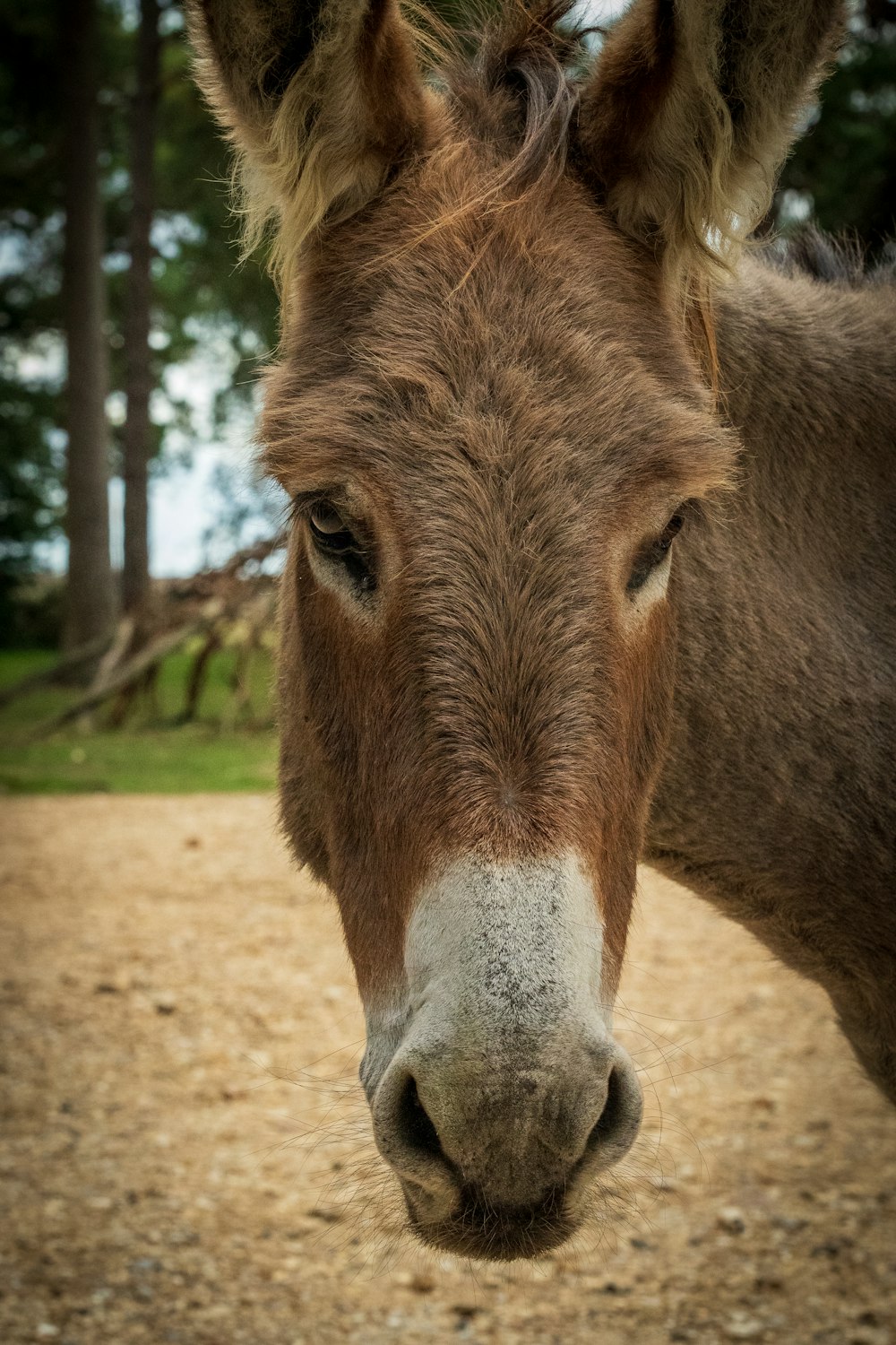 昼間、褐色の土の上に立つ褐色の馬