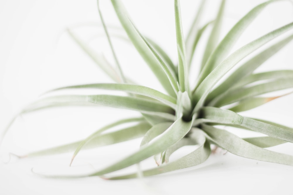 green plant on white surface