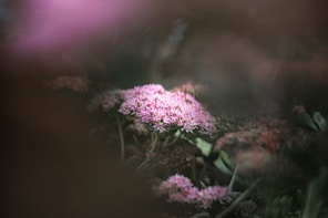 purple flower in tilt shift lens