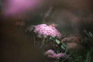 purple flower in tilt shift lens