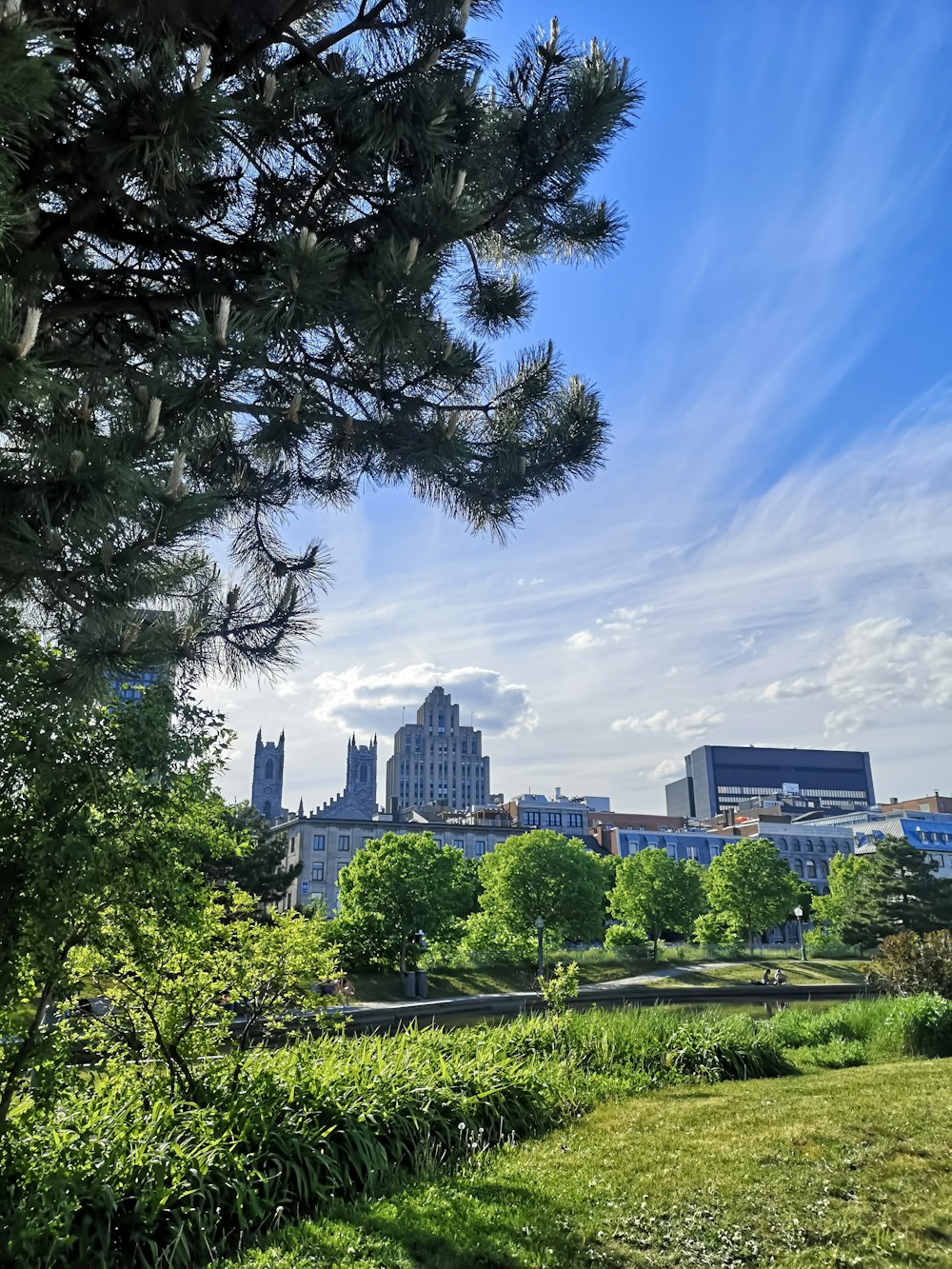 green trees near city buildings under blue sky during daytime