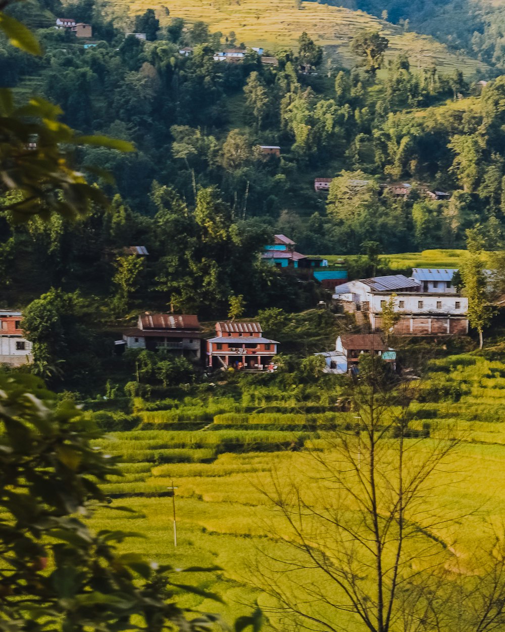 Vue aérienne d’arbres verts et de maisons pendant la journée