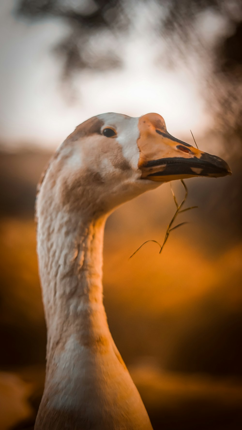 white swan in tilt shift lens