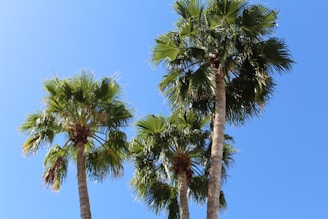 Lush arecanut palms standing tall under a clear blue sky, nurtured naturally.